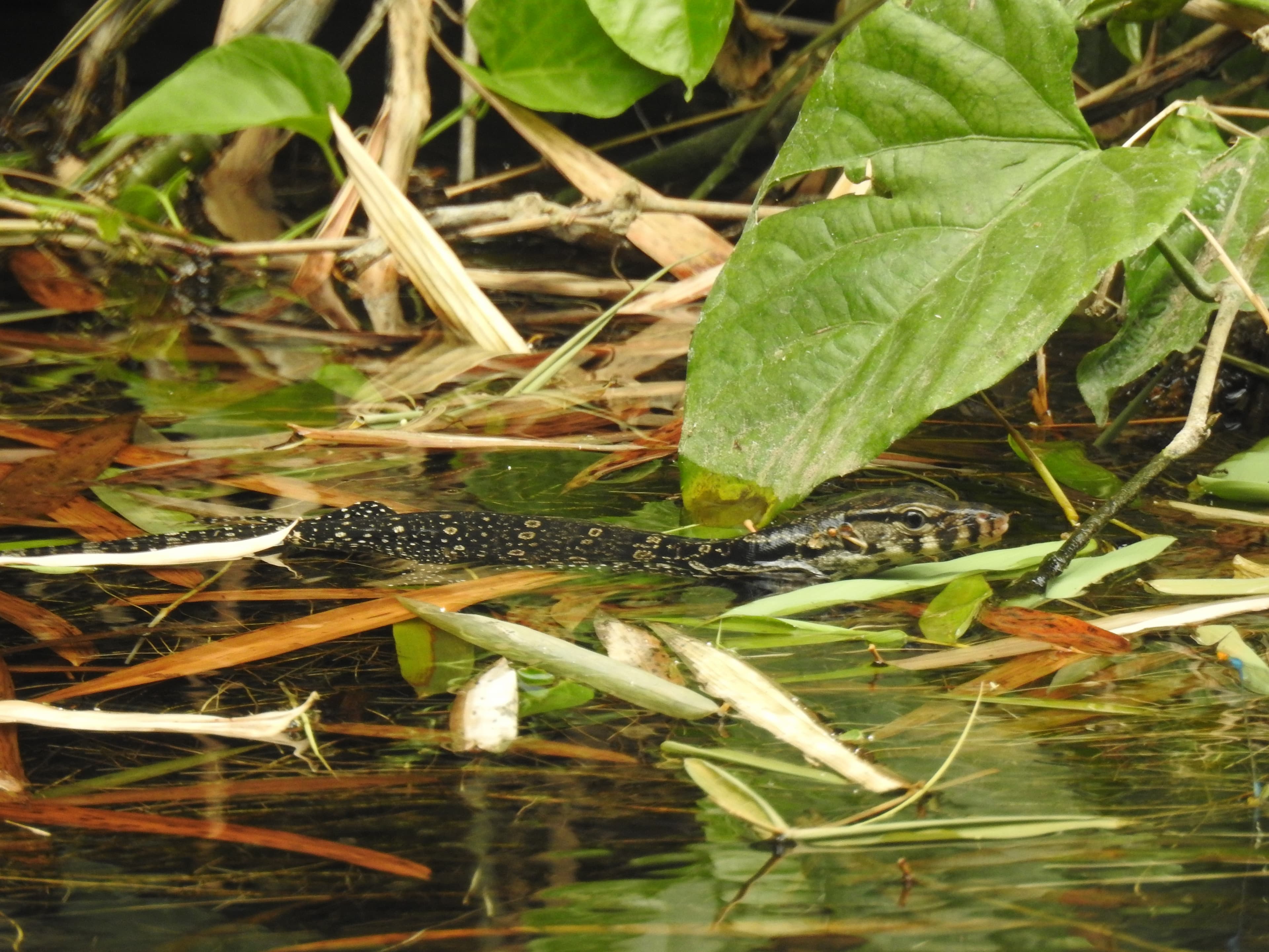 Biawak, Biawak Air