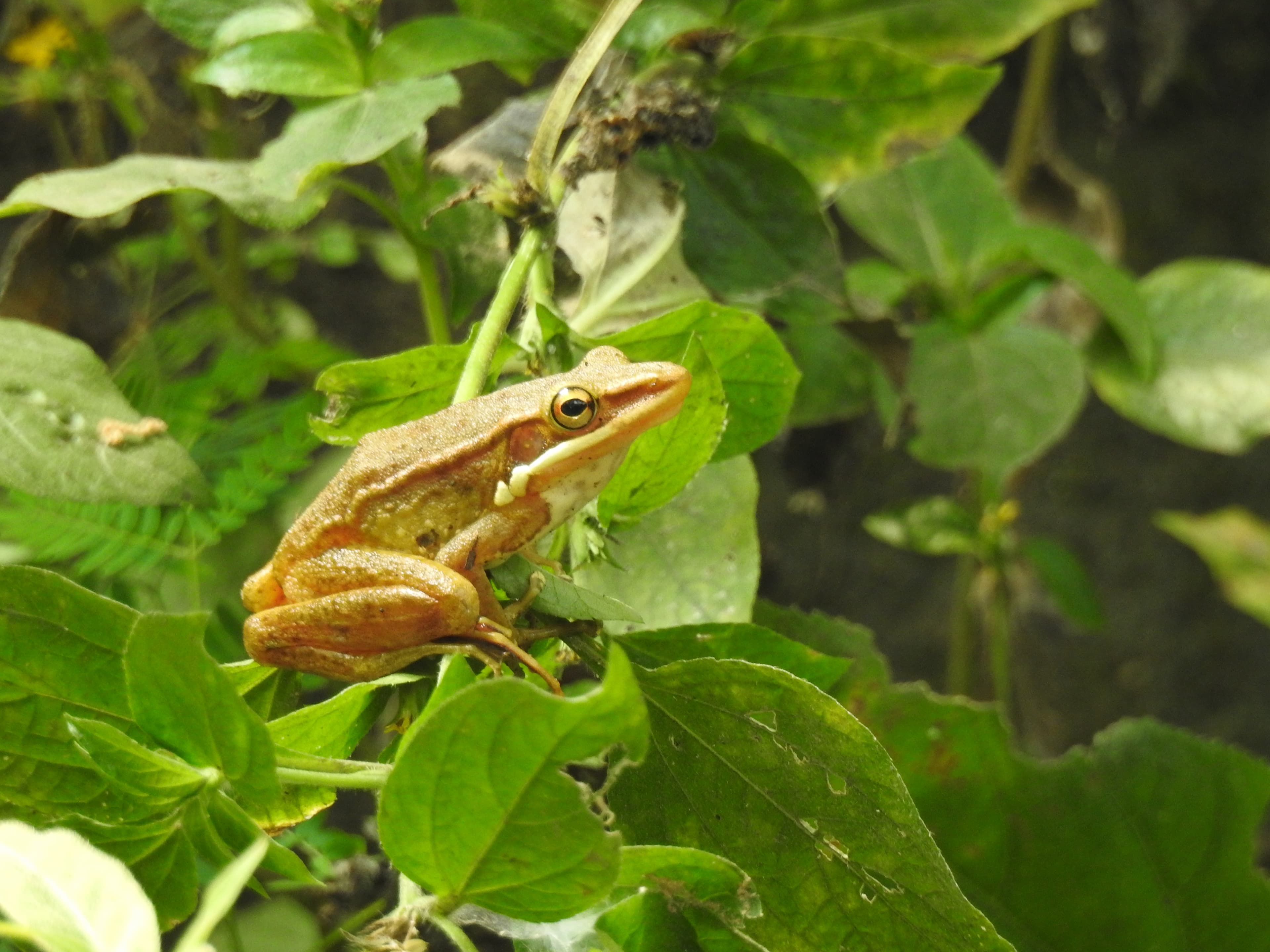 Katak-pohon Bergaris